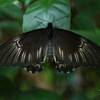 <i>Troides darsius</i> Gray, 1852